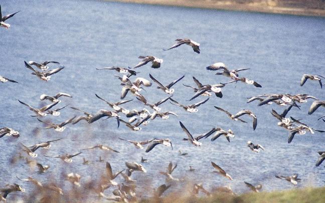 El alcatraz es un ave marina que no suele llegar a las bahías y playas salvo que se encuentre debilitada.