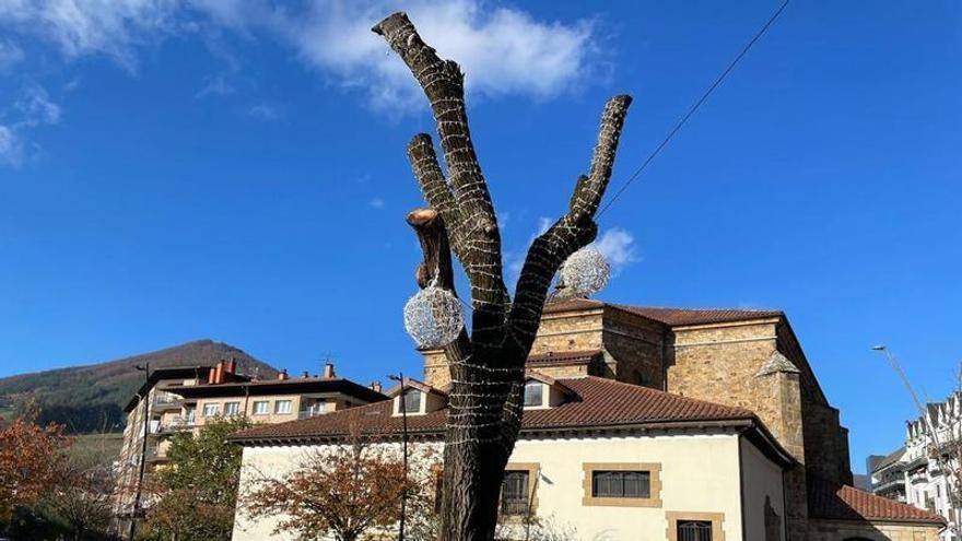 El olmo de la trinchera.