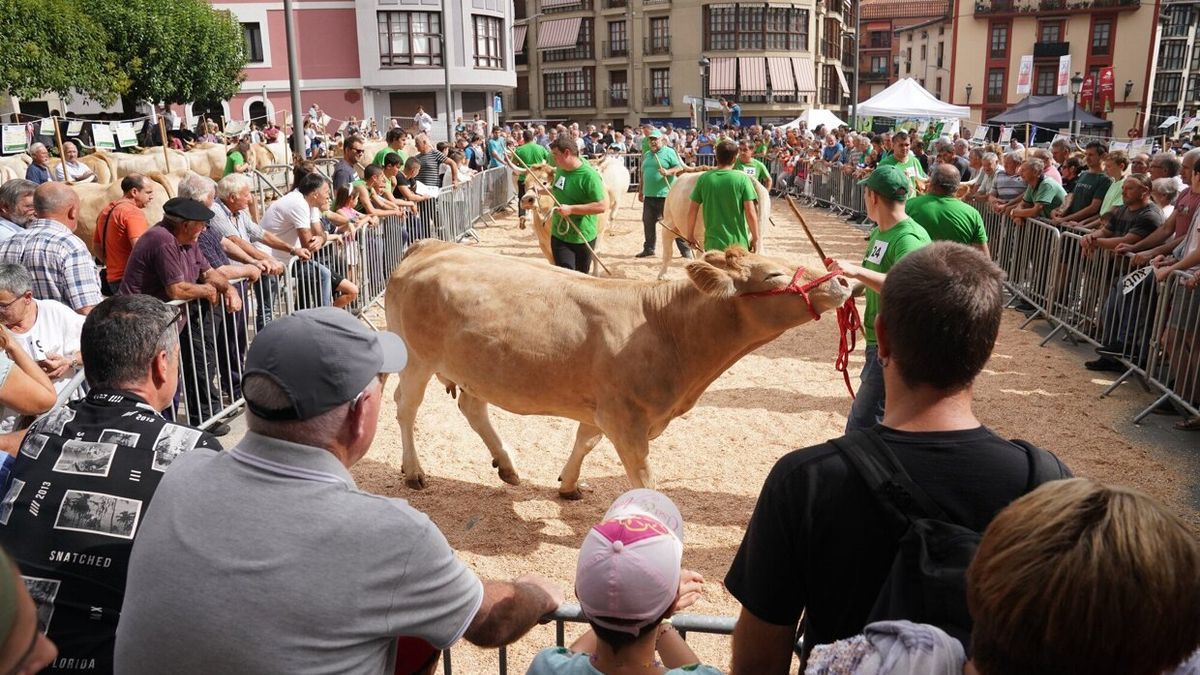 Concurso Vacuno de Raza Pirenaica de Gipuzkoa, este miércoles en Ordizia