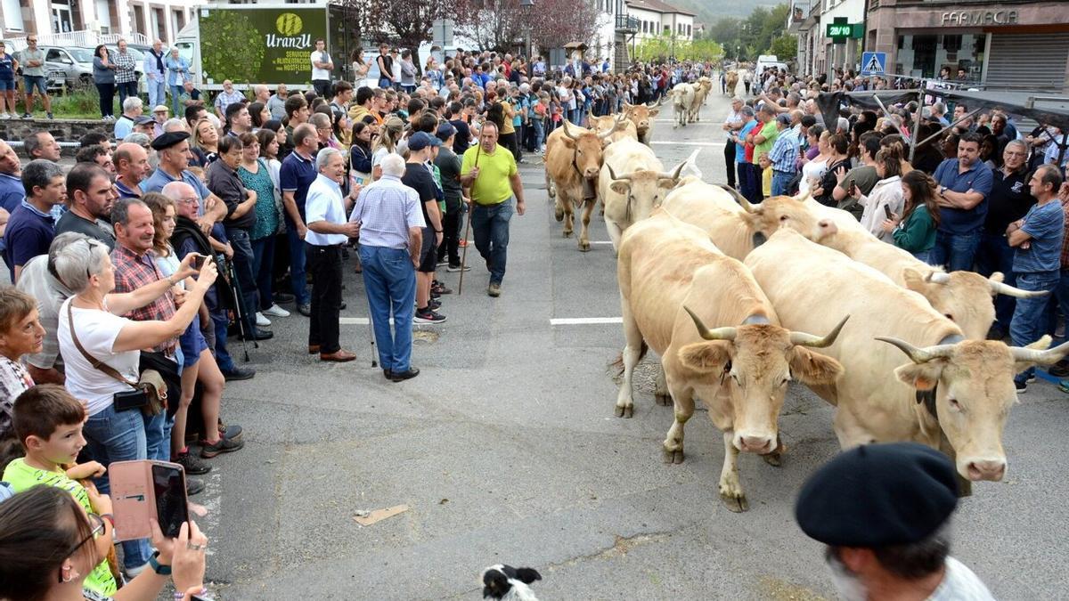 Centenares de personas acudieron a ver la entrada del ganado en Merkatuko Plaza.