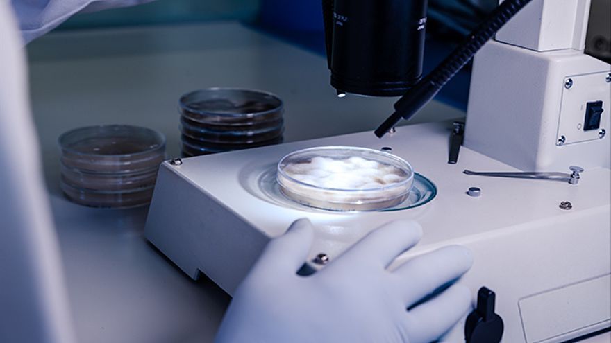 Una investigaci&oacute;n portuguesa ha desarrollado una nueva qu&iacute;mica a partir de la corteza del lapacho brasile&ntilde;o.