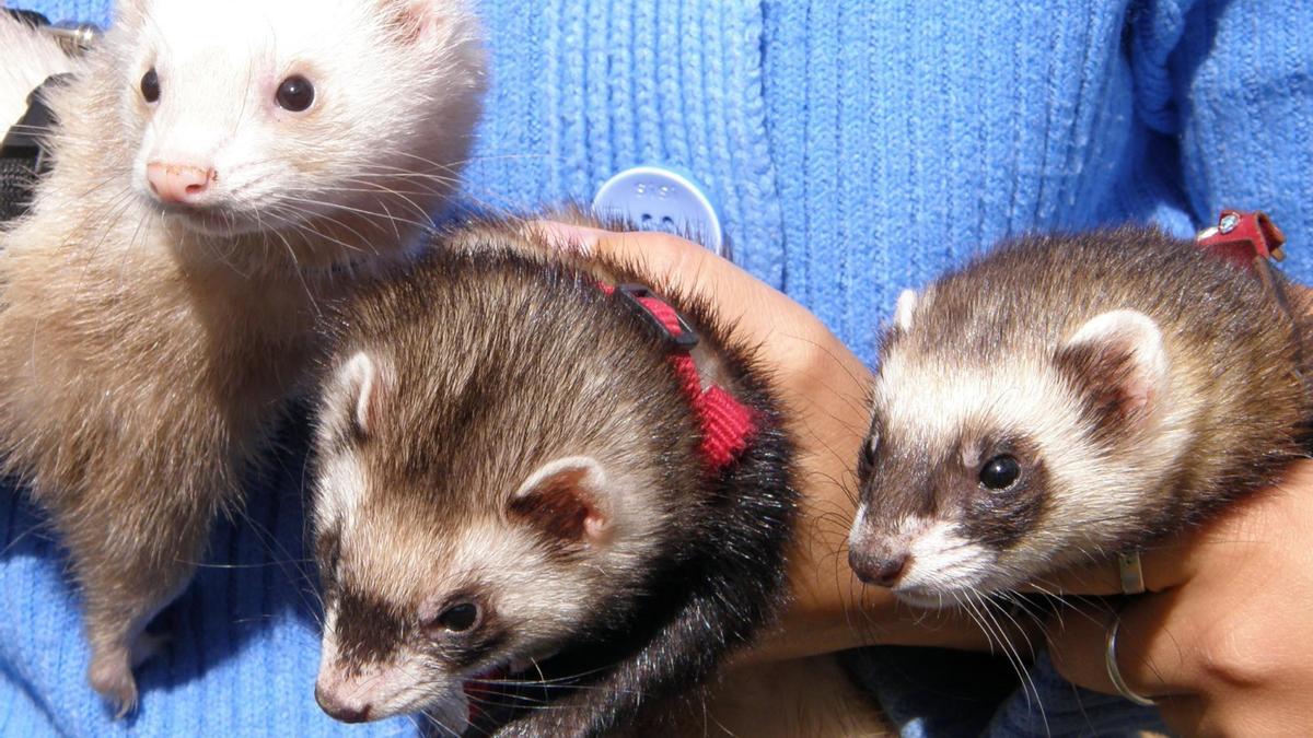 Los hurones se adaptan bien a vivir en grupo tanto con otros hurones como con perros o gatos.