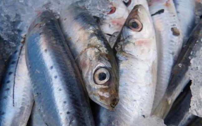 Sardinas en una pescader&iacute;a, listas para ser vendidas.