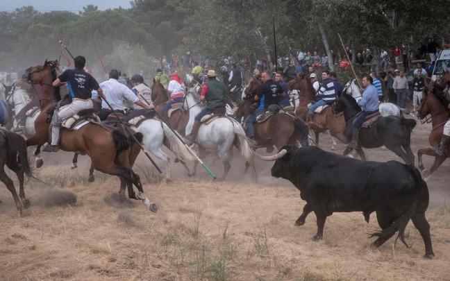 Imagen de el Toro de la Vega en Tordesillas Imagen de el Toro de la Vega en Tordesillas
