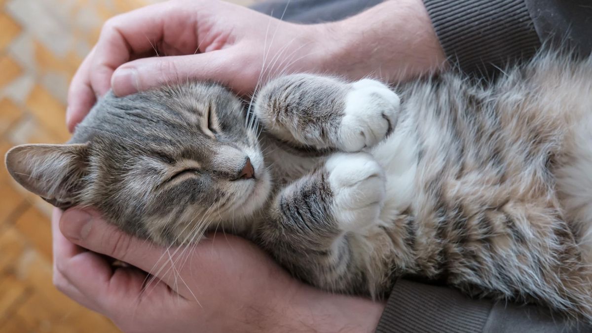 Un gato, relajado y feliz, se acurruca sobre las piernas de su dueño.