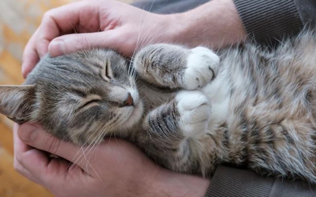 Un gato, relajado y feliz, se acurruca sobre las piernas de su dueño. Un gato, relajado y feliz, se acurruca sobre las piernas de su dueño.