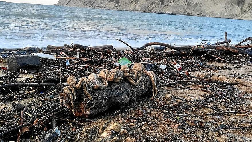 Las playas de Bizkaia se llenan de pulpos muertos