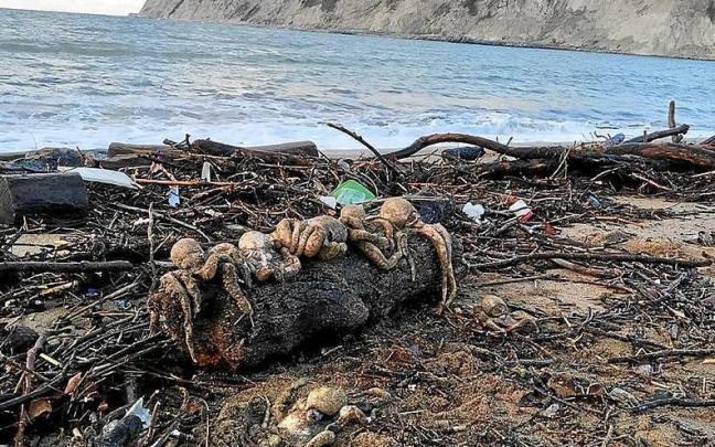 Las playas de Bizkaia se llenan de pulpos muertos Las playas de Bizkaia se llenan de pulpos muertos