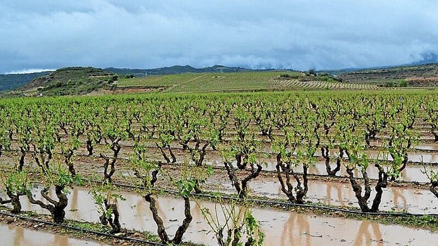 Viñedo de Rioja Alavesa dañado por las tormentas y el granizo.