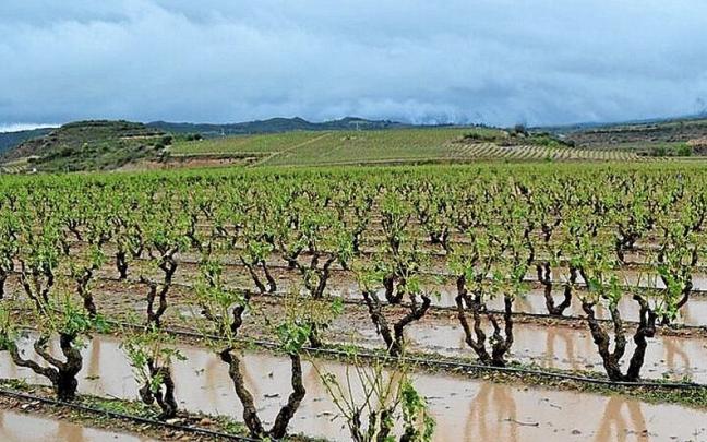 Viñedo de Rioja Alavesa dañado por las tormentas y el granizo.