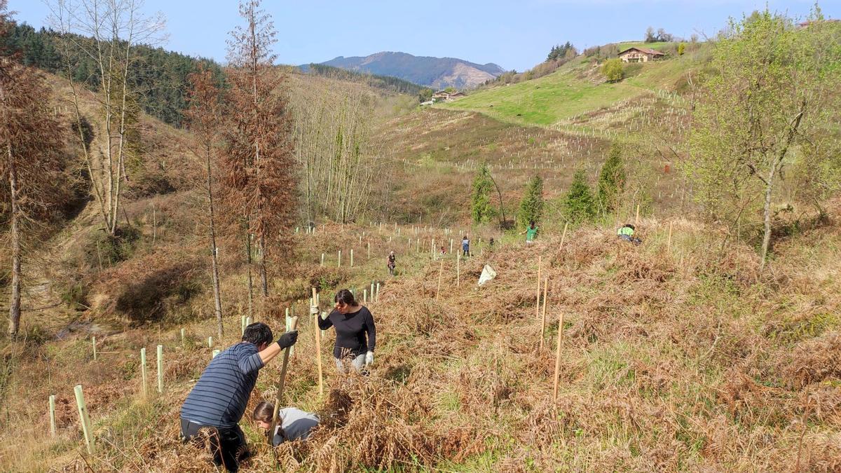 Imagen de una jornada de plantaci&oacute;n impulsada por Ekoetxea Urdaibai para compensar sus emisiones de CO2.