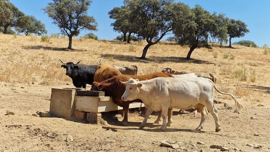 La organización ha denunciado falta de pastos naturales para alimentar el ganado.