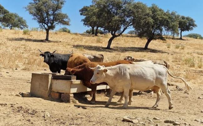 La organizaci&oacute;n ha denunciado falta de pastos naturales para alimentar el ganado.