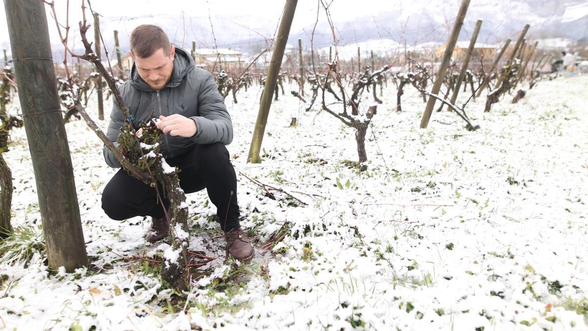 Arkaitz Larrazabal del viñedo Gure Ahalegina afirma que "las nevadas en general siempre vienen bien"