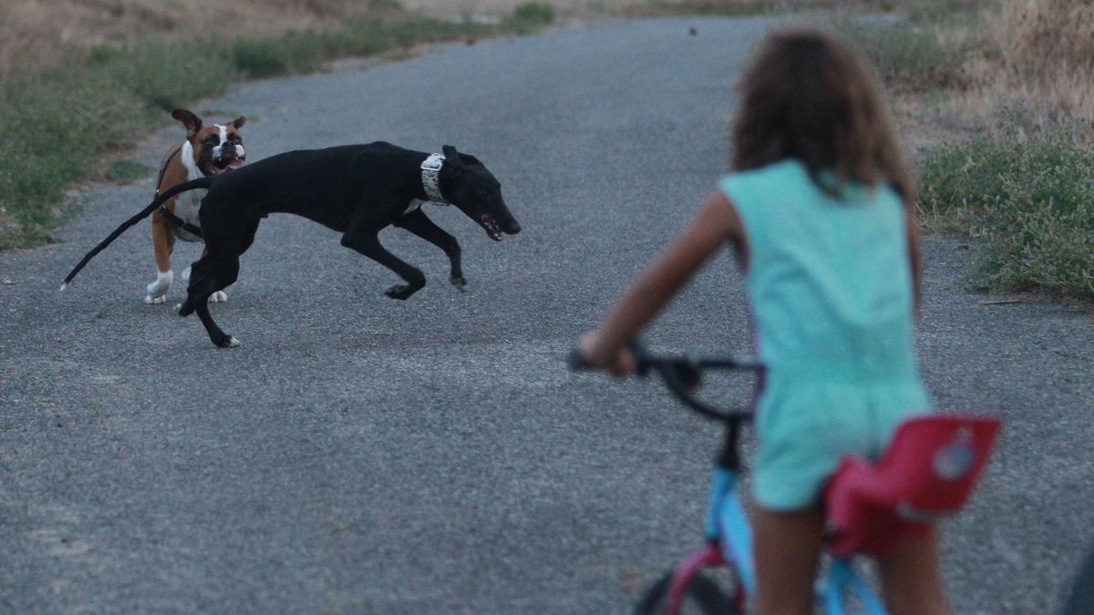 Imagen de archivo de una niña paseando con su bici junto a unos perros.