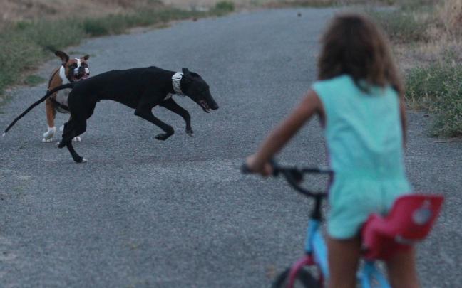 Imagen de archivo de una niña paseando con su bici junto a unos perros.