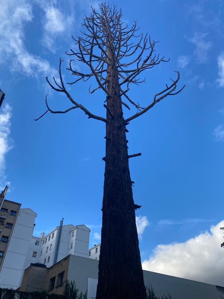 Secuoia gigante en Vitoria.
