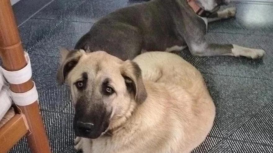 La perra desapareció en Zeberio.