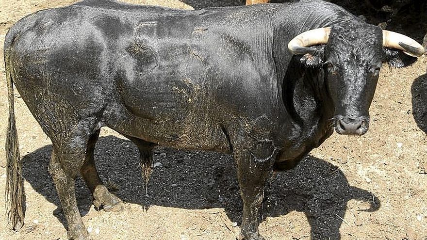 Nº 62. ‘galanteador’. Cataño bragado meano girón. Nacimiento: Marzo/2018. Guarismo: 8. Cuatreño.