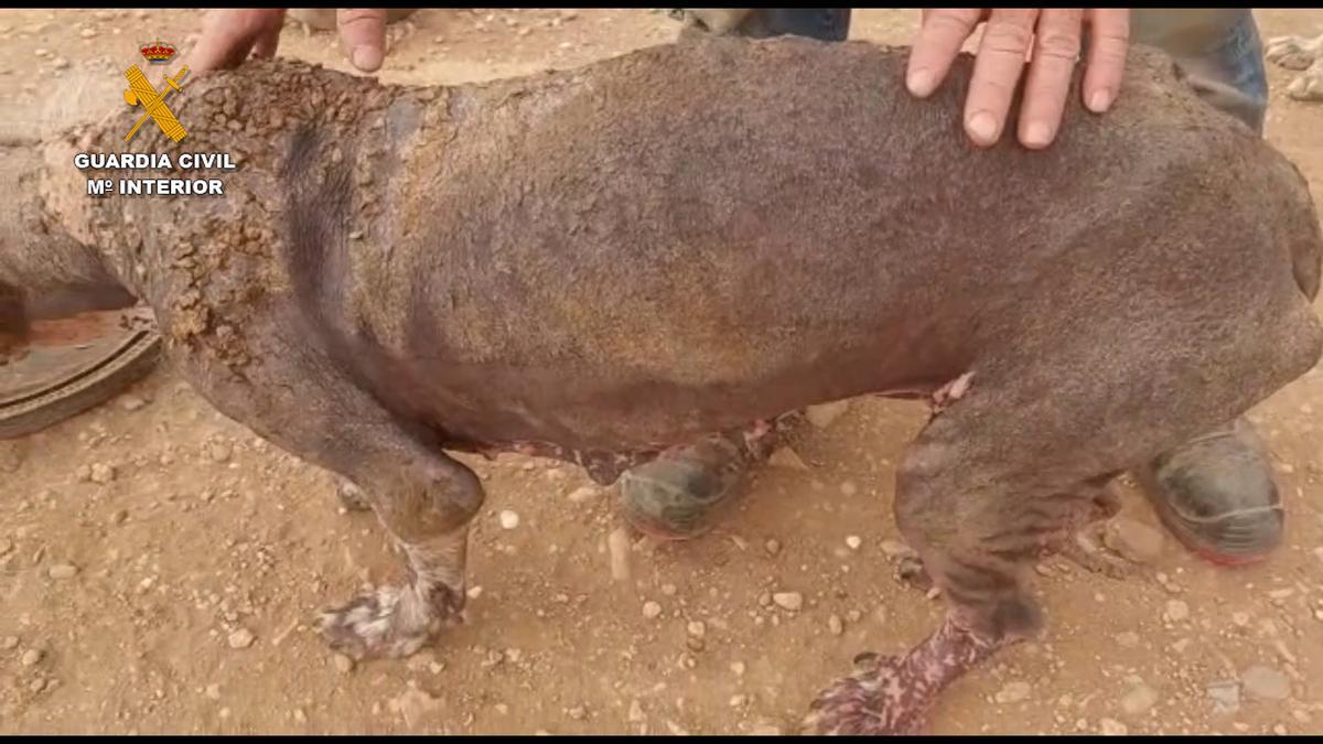 Algunos canes sufrían infecciones graves, como la sarna.