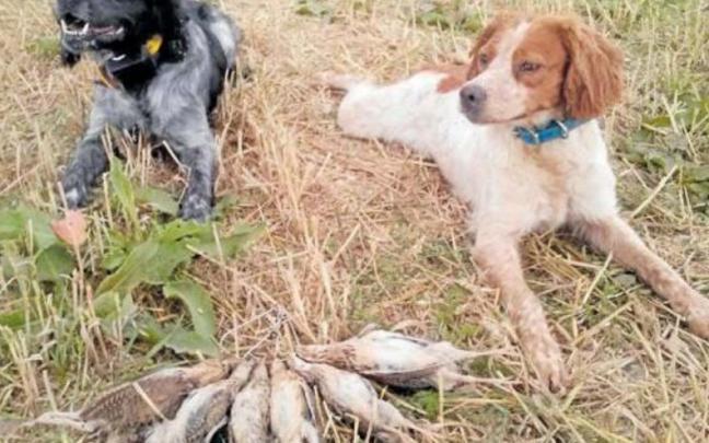 Hidrataci&oacute;n, cuidado de las almohadillas plantares, precauci&oacute;n con las espigas y dosificaci&oacute;n del esfuerzo son algunas recomendaciones.