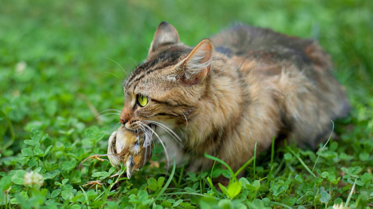 Un gato con un pajarico recién cazado en la boca.