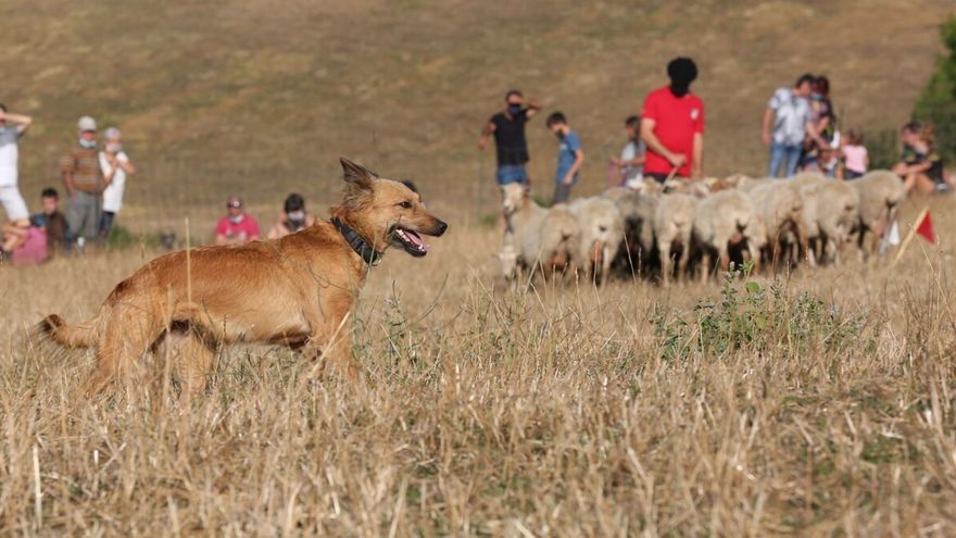 Por la tarde será el concurso de perros pastores de Navarra, germen de la fiesta.