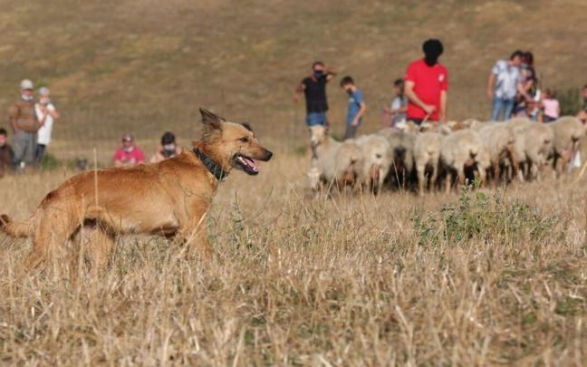 Por la tarde será el concurso de perros pastores de Navarra, germen de la fiesta. Por la tarde será el concurso de perros pastores de Navarra, germen de la fiesta.