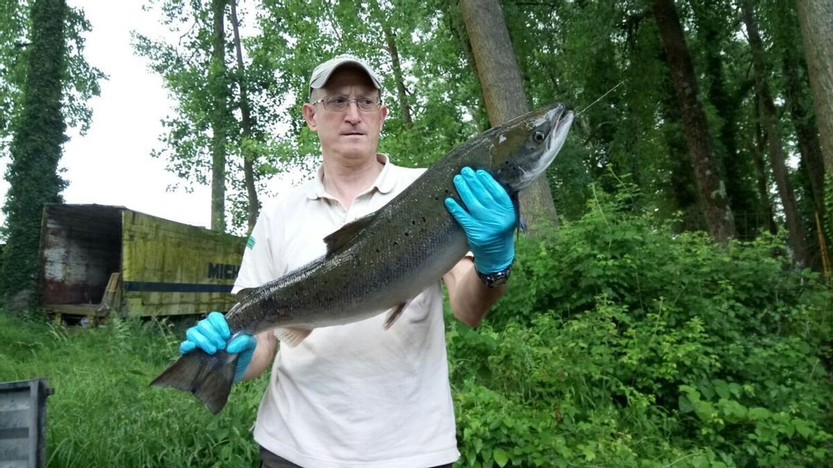 Reintroducción de salmones en Gipuzkoa