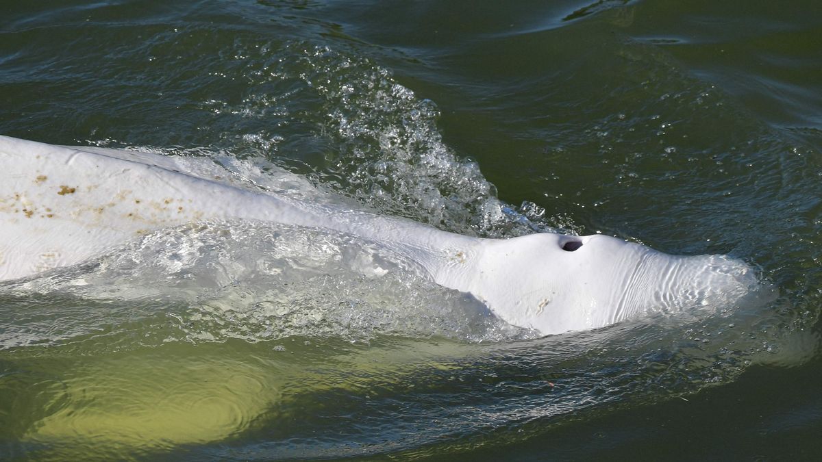 La ballena beluga de 800 kilos.