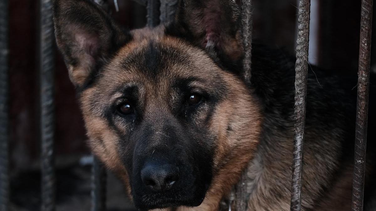 Imagen de un perro tras una valla ajena a la información