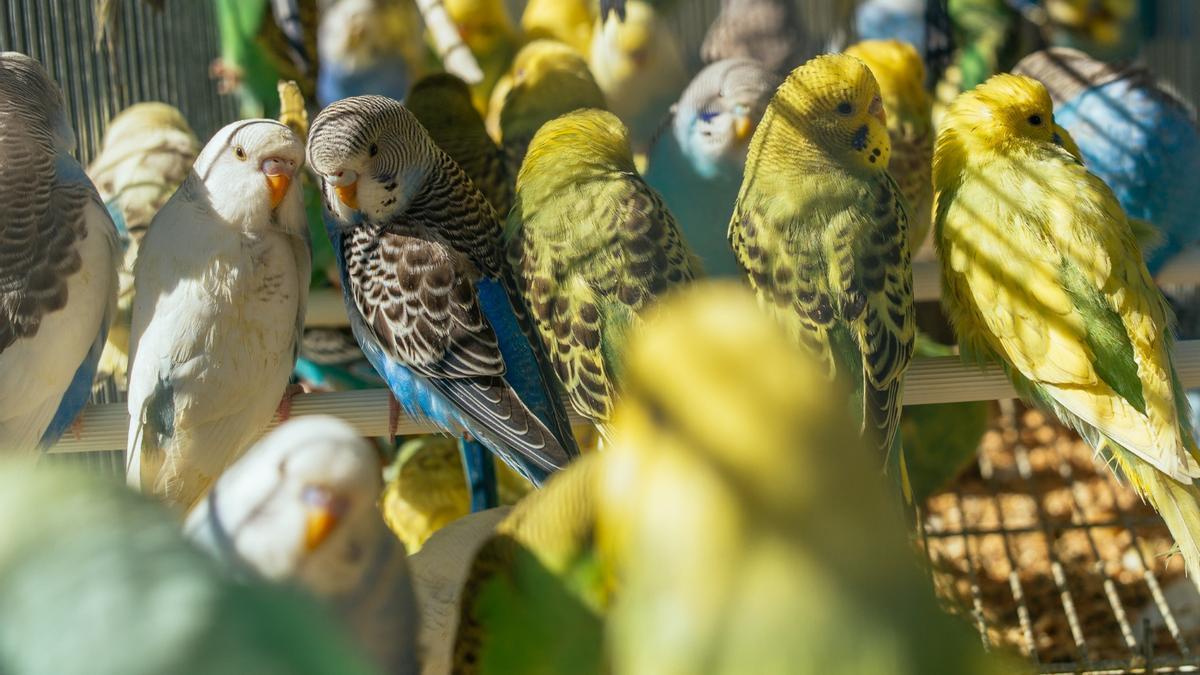 Foto de piriquitas