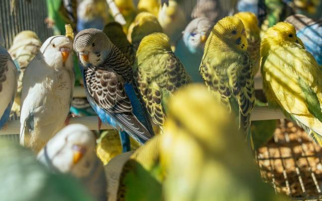 Los periquitos muestran un gran variedad de plumajes en cautvidad. Los periquitos muestran un gran variedad de plumajes en cautvidad.