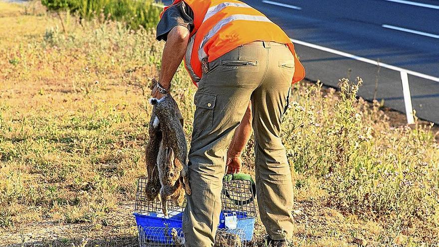 Cazador, extrayendo conejos de la autopista.