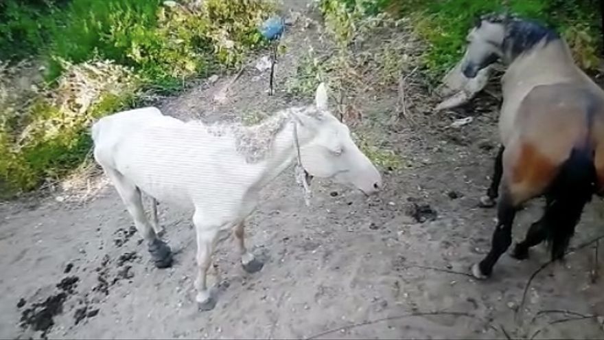 La yegua y el caballo, en la finca situada en la localidad de Ancín.