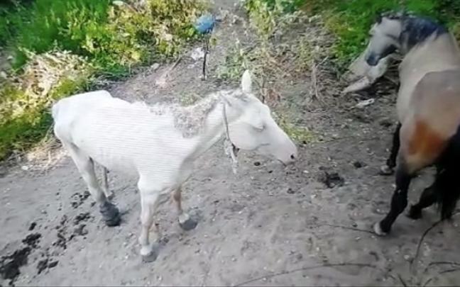 La yegua y el caballo, en la finca situada en la localidad de Ancín. La yegua y el caballo, en la finca situada en la localidad de Ancín.