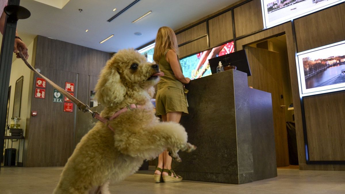 Una mujer con su mascote hace el cheking en un hotel de la capital vizcaina.