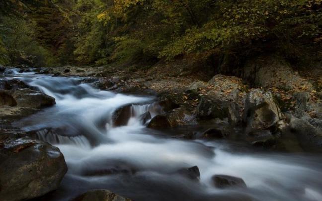 Selva de Irati. Selva de Irati.