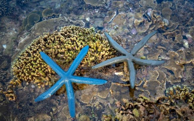 Fondos marinos blandos.