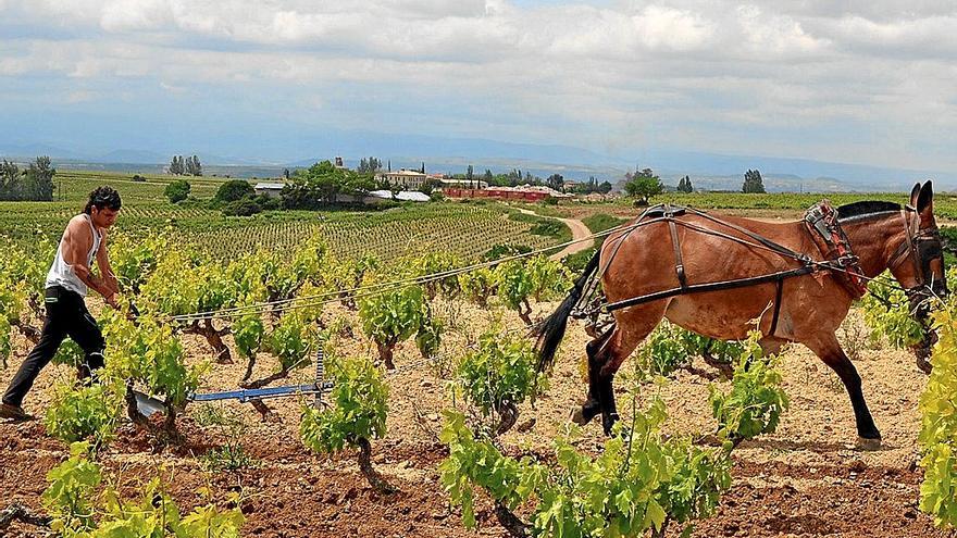 Un trabajador arando con un caballo un viñedo en Rioja Alavesa.