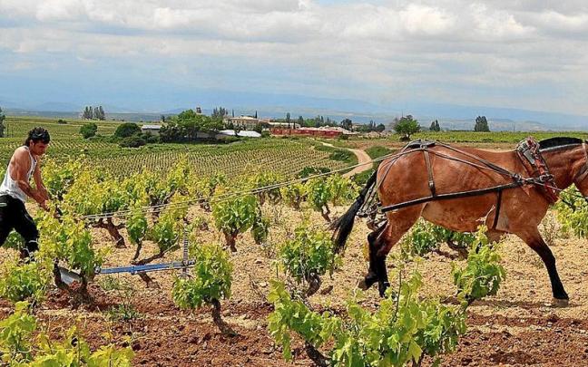 Un trabajador arando con un caballo un viñedo en Rioja Alavesa.