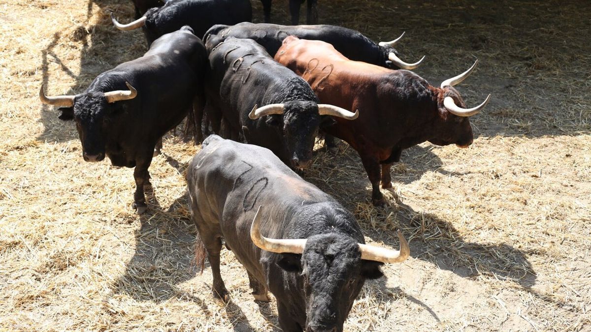 Los toros de Jandilla protagonizarán el encierro y la corrida del día 12.