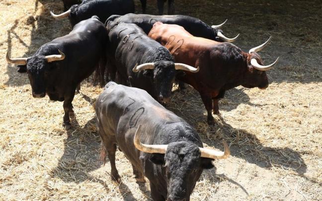 Los toros de Jandilla protagonizarán el encierro y la corrida del día 12.