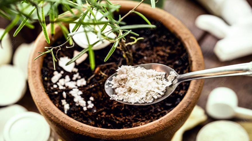 Las cáscaras de huevo sirven para ahuyentar caracoles y babosas de las plantas.