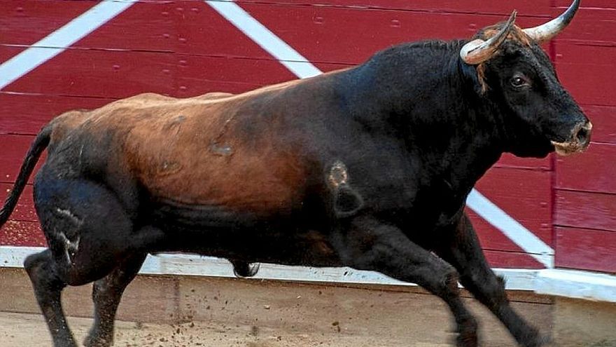 Nº 77. cariñoso. Colorado. Nacimiento: Octubre/2016. Guarismo: 7. Cinqueño. Hierro: César Reta Azcona.