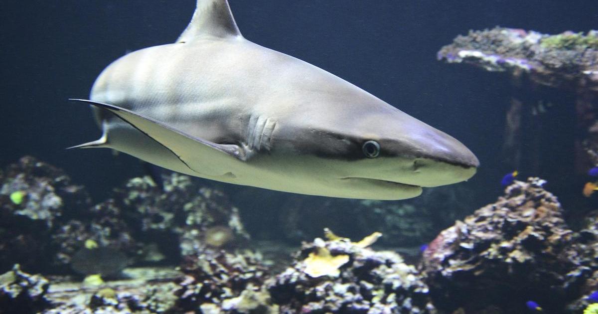 Nacen casi 100 tiburones mediante inseminación artificial