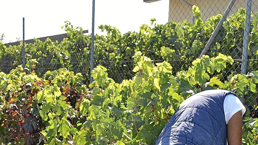 Un agricultor trabaja en el viñedo junto a un cestaño a medio llenar.