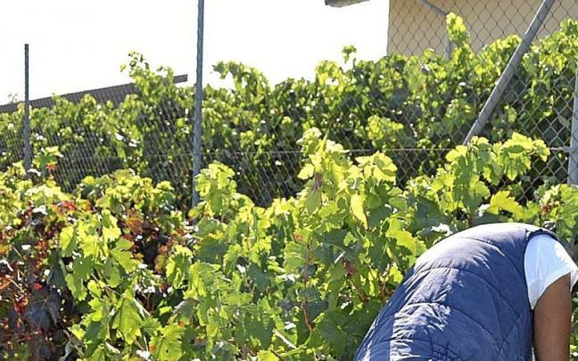 Un agricultor trabaja en el viñedo junto a un cestaño a medio llenar.