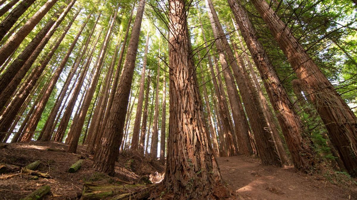 Más de 800 secuoyas rojas acogen a los visitantes en uno de los bosque más especiales que se puede encontrar.