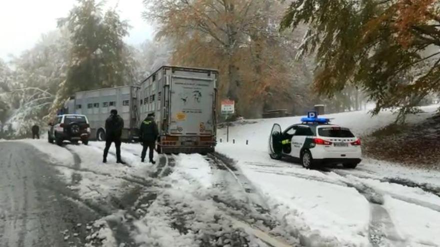 Un camión de ganado bloquea el tráfico hacia Roncesvalles